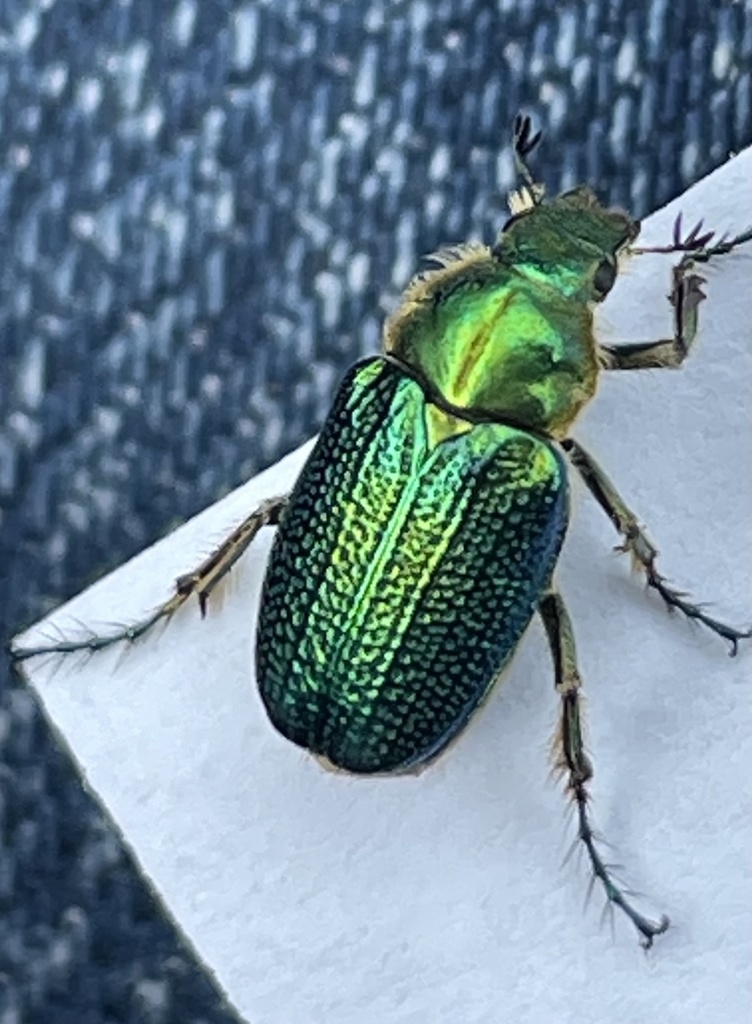 Diphucephala colaspidoides from Cape Liptrap Coastal Park, Waratah Bay ...