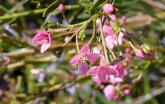 Boronia denticulata
