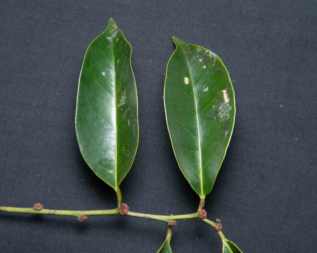 Chaetocarpus echinocarpus