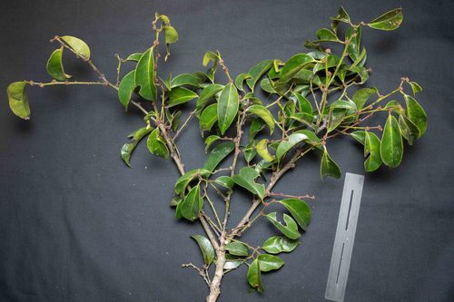 Chaetocarpus echinocarpus, 2021-07-31