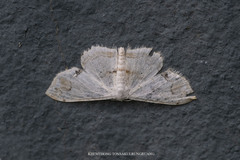 Scopula butleri