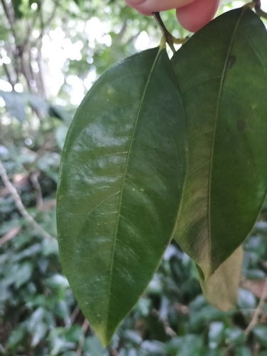 Image of Phaleria clerodendron by (c) Matthew Borella, some rights reserved (CC BY)