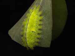 Quasithosea obliquistriga