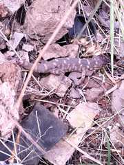 Lepidophyma occulor