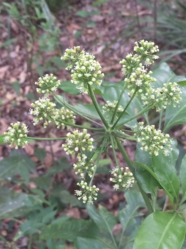 Mackinlaya macrosciadea