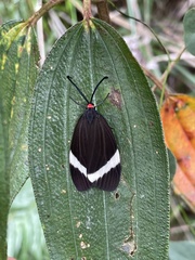 Pidorus