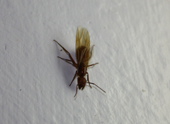Camponotus hannani