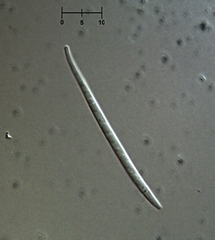 Morrisographium boudieri