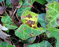 Colletotrichum trichellum