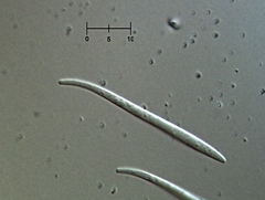 Morrisographium boudieri