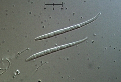 Morrisographium boudieri