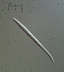 Morrisographium boudieri