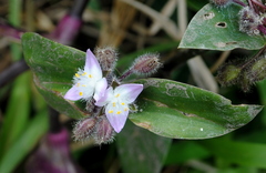 Tradescantia cerinthoides
