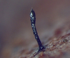 Morrisographium boudieri