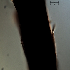 Morrisographium boudieri