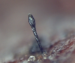 Morrisographium boudieri