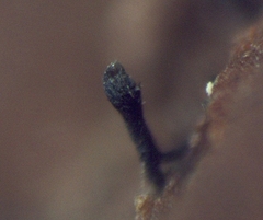 Morrisographium boudieri