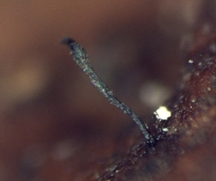 Morrisographium boudieri