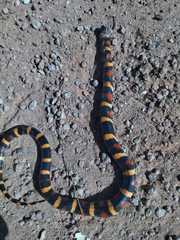 Lampropeltis annulata