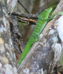Anolis garmani