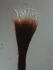 Morrisographium boudieri