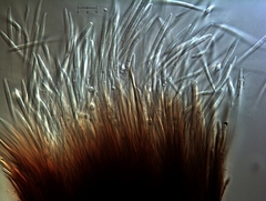 Morrisographium boudieri