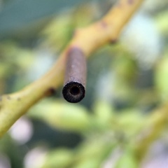 Hemibela