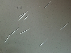 Morrisographium boudieri