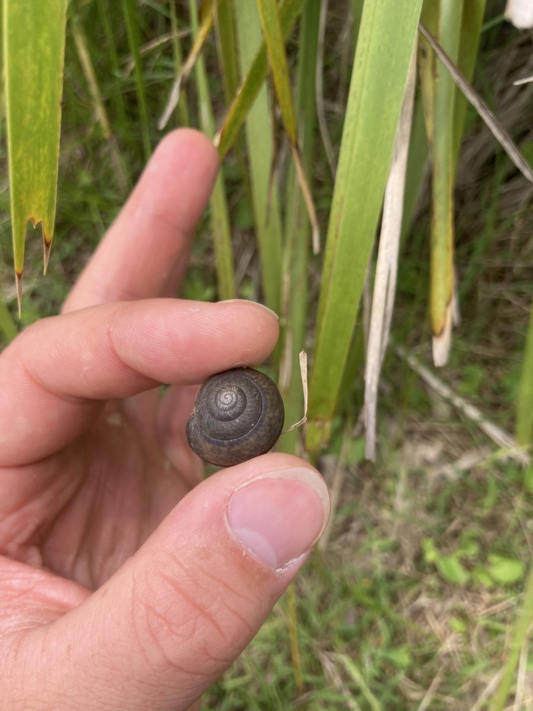 Mona Vale Woodland Snail