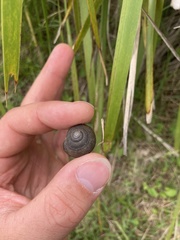 Sauroconcha middenensis