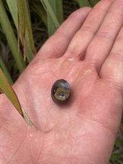 Sauroconcha middenensis