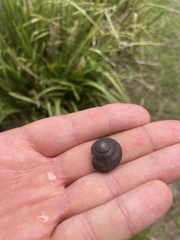 Sauroconcha middenensis