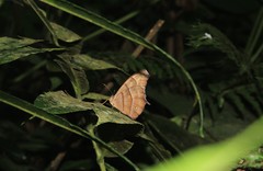 Pseudodebis puritana