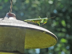 Polyspilota aeruginosa
