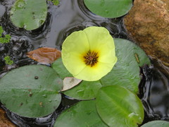 Hydrocleys nymphoides