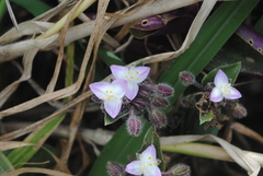 Tradescantia cerinthoides