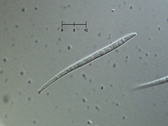 Morrisographium boudieri