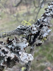 Platismatia wheeleri