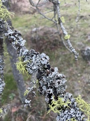 Platismatia wheeleri