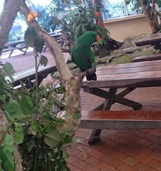 Eclectus roratus