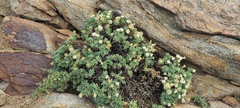 Ericameria cuneata macrocephala