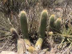 Trichocereus strigosus