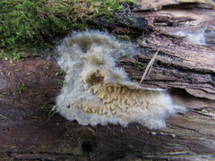 Leucogyrophana mollusca