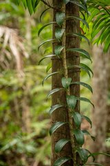 Freycinetia scandens