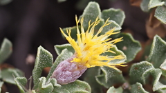 Ericameria cuneata macrocephala