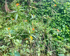 Asclepias curassavica image