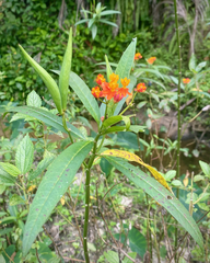 Asclepias curassavica image