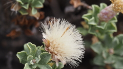 Ericameria cuneata macrocephala