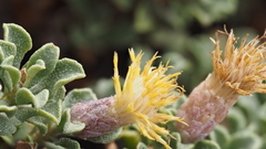 Ericameria cuneata macrocephala