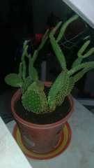 Opuntia